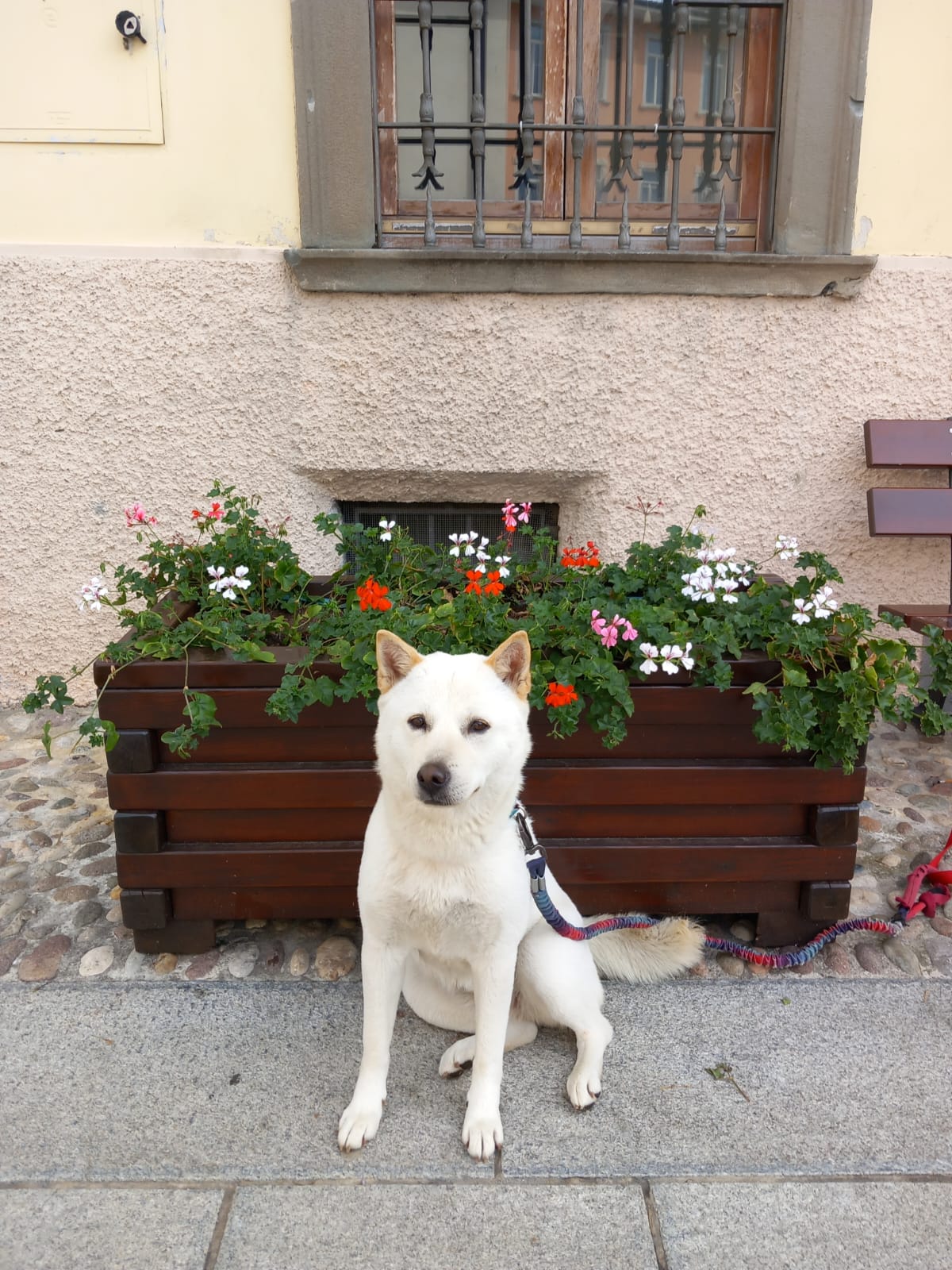 Cagnoline Jindo in adozione - media 3